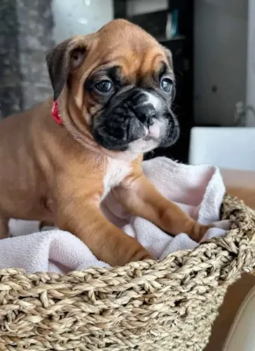 Boxer "Alegria em movimento."