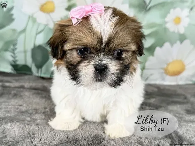 Shih Tzu - Últimos Restantes | WhatsApp Agora