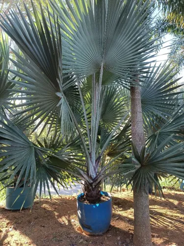 Palmeira Azul (Bismark)