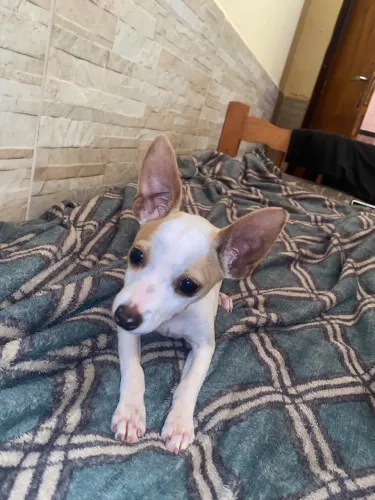 Pinscher $500