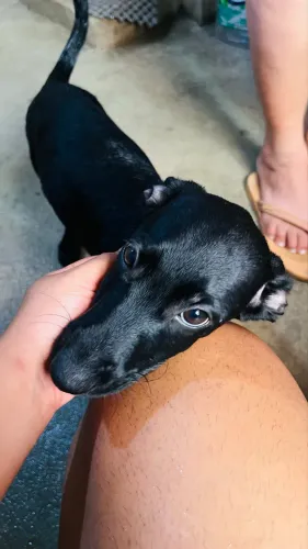 Doação de filhotes