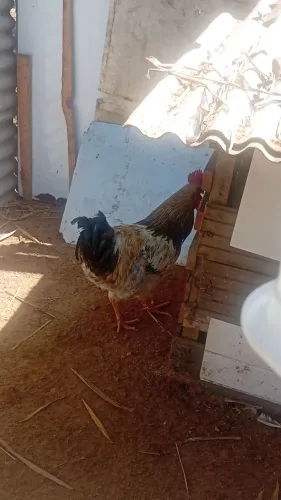 Galo balão jovem !