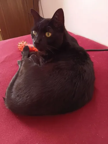 Doando gato macho castrado