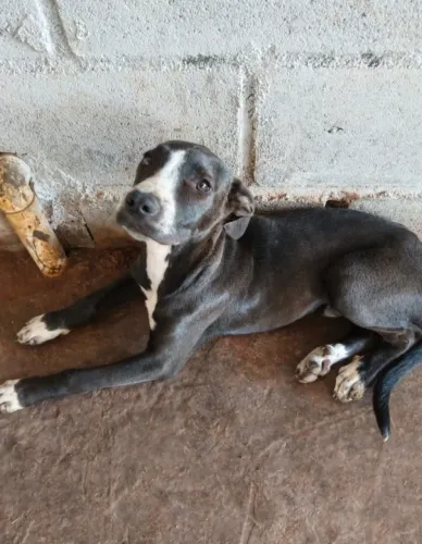 Doa-se esses cachorrinhos