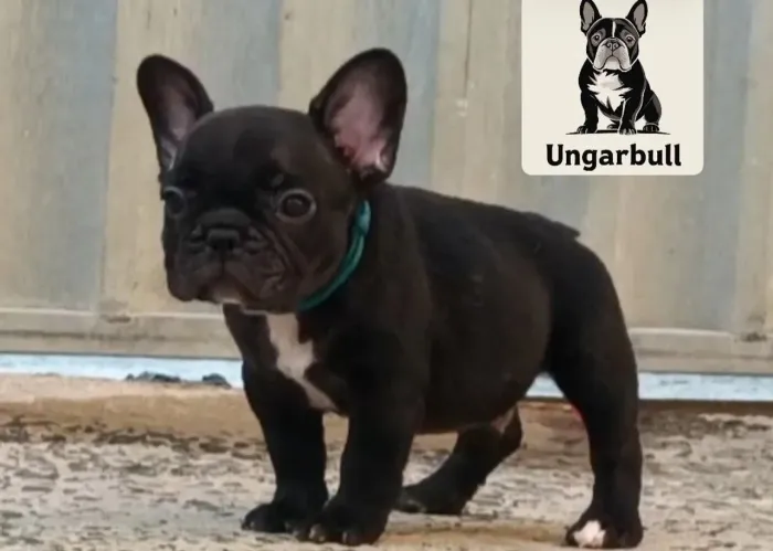 Bulldog francês macho filhote 