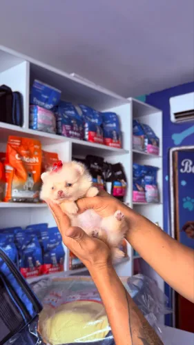 Filhote de Lulu da Pomerania