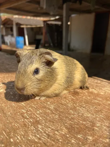Porquinho da india