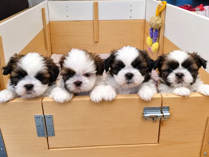 Shih tzu macho e fêmea raça pura lindos pelo seda