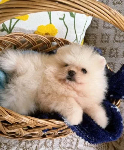 Lulu da Pomerânia Anão 