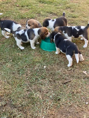 FILHOTES BEAGLE - COM PEDEGREE