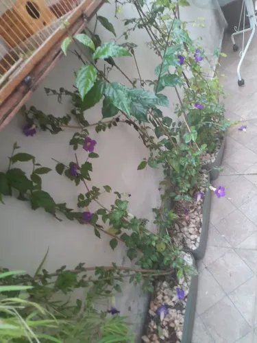 Doa se flores