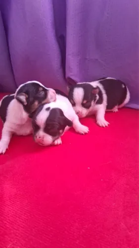 Chihuahua Legítimos OPORTUNIDADE
