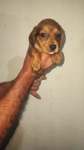 Dachshund ideal para toda sua família