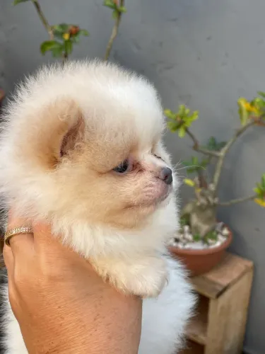 Filhote de spitz alemão anão macho