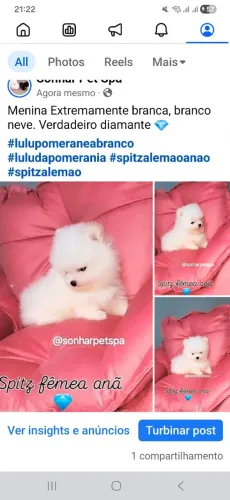 Lulu pomeranea anão