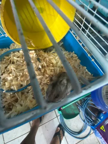 Hamster 