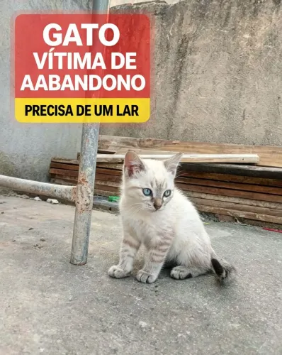 Gatos para adoção responsável!
