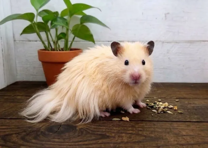 Hamster Sírio Angorá