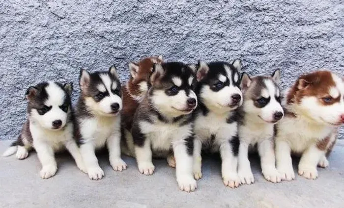 Husky Siberiano