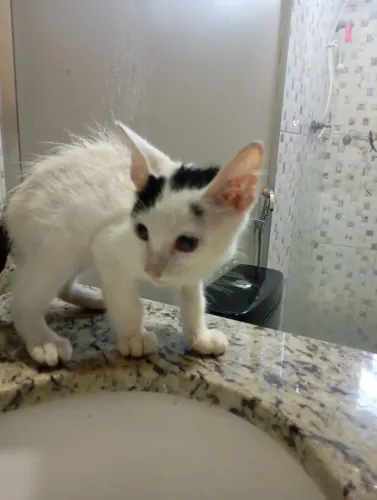 doação de gato