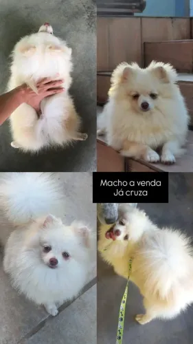 Cachorro 