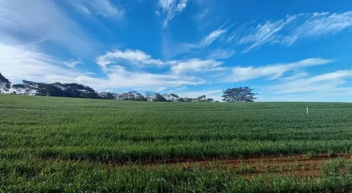 Chácara, lote com área de 20.000m2, Sarandi- Pr