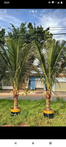 Coco anão legítimo 