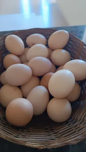 Ovos de galinha Brahma light