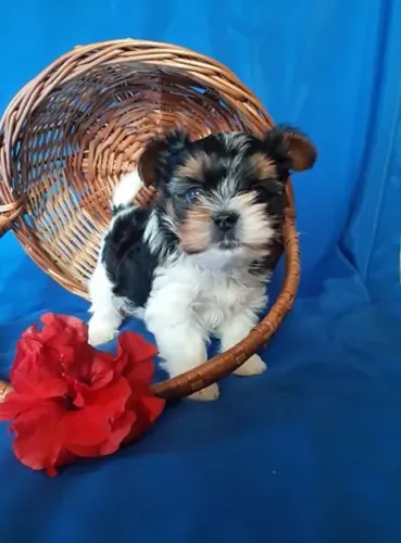 Biewer Terrier Pequeno Fêmea Meiga e Carinhosa