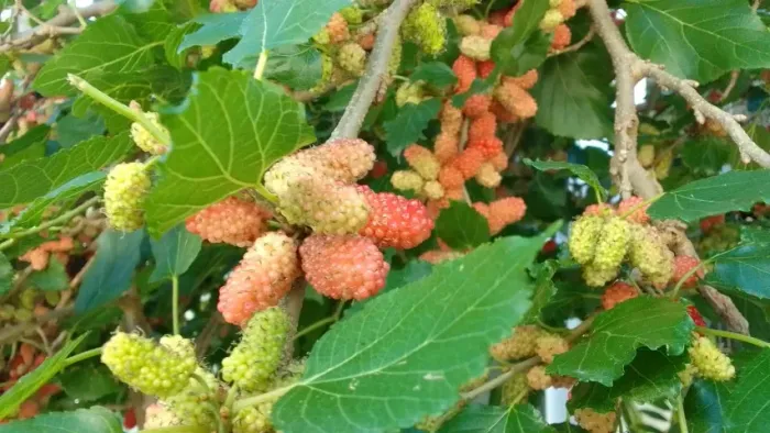 Amoras Graúdas Ótimas para Fazer Geleias 100% Orgânicas