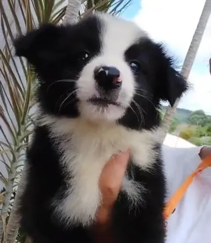 Border Collie de Alta Linhagem - Inteligência e Beleza no Mesmo Pacote!