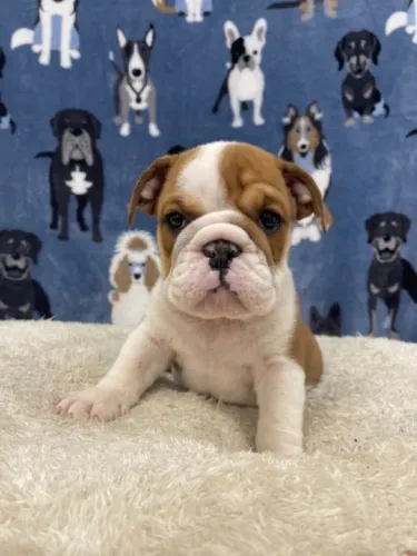 bulldog ingles bem parrudos, em exelente padrão da raça