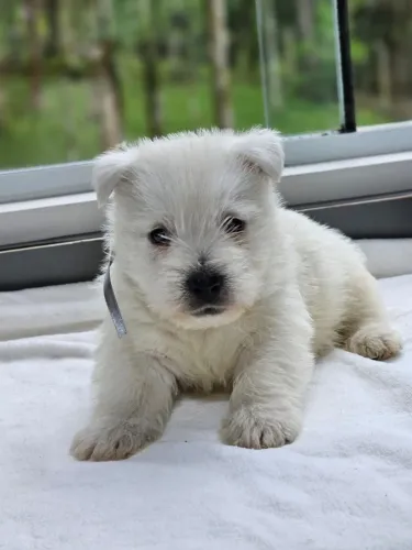 West Terrier | @canil.alesnewworld