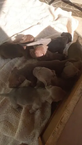 Pitbull American Terrier