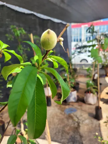 Mudas Frutíferas Enxertadas 