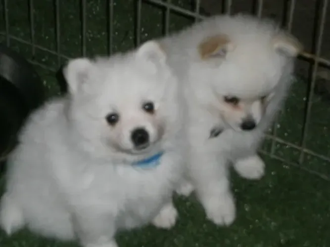 Filhotes de Spitz Alemão | Sempre pronto para alegrar.