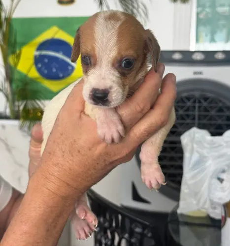 Cachorrinhos Adoção