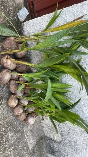 Mudas de coco anão 
