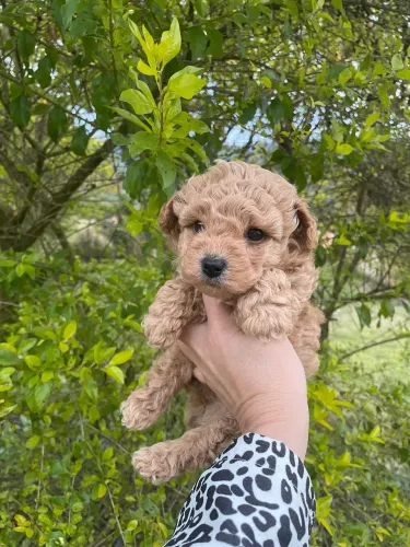    Poodle Toy Red com pedigree vacinado e vermifugado entrega hoje