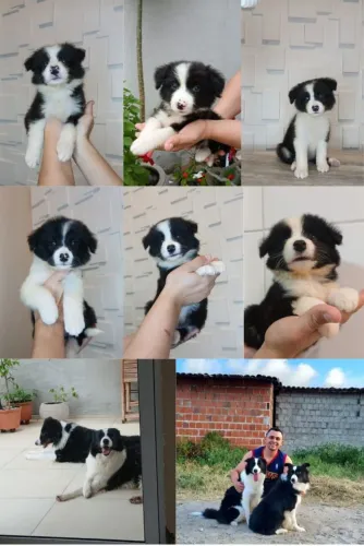 Border Collie