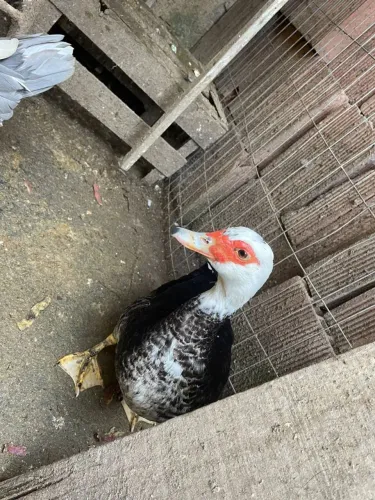 Pata