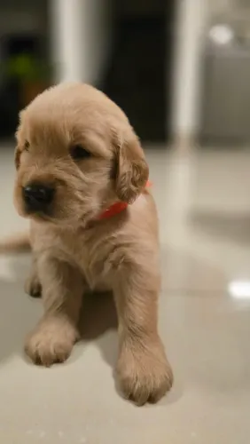 Filhotes de Golden Retriever