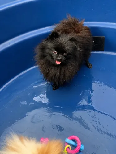 Lulu da pomerania micro