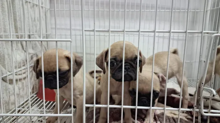 Filhote de Pug o filhote engraçado que arranca sorrisos todos os dias