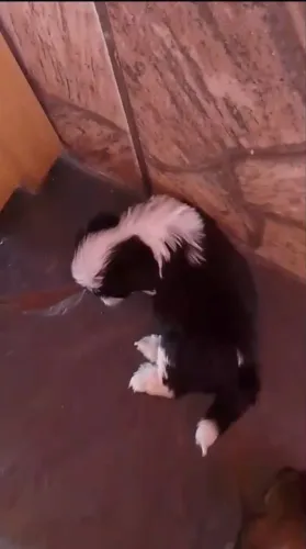 Vendo shitzu fêmea