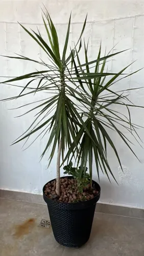 Plantas 