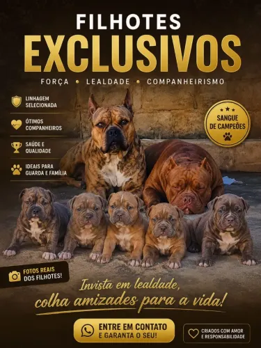 Filhotes de American Bully pedigree 