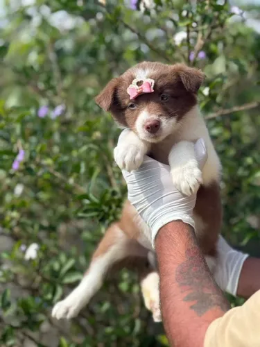 Border Collie Chocolate - Disponíveis!