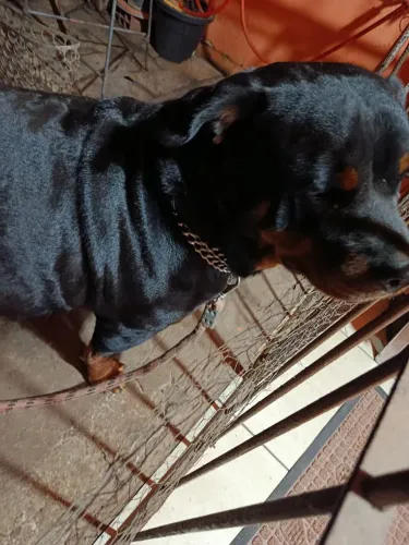 Filhote de rottweiler que está pra nascer