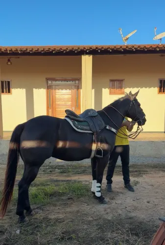 Cavalo quarto de milha 